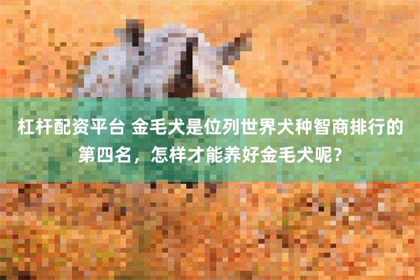 杠杆配资平台 金毛犬是位列世界犬种智商排行的第四名，怎样才能养好金毛犬呢？
