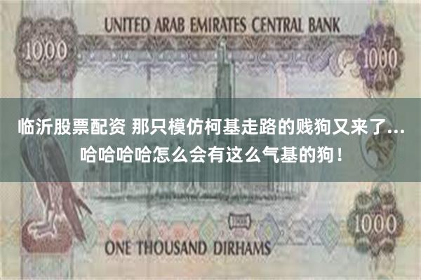 临沂股票配资 那只模仿柯基走路的贱狗又来了...哈哈哈哈怎么会有这么气基的狗！