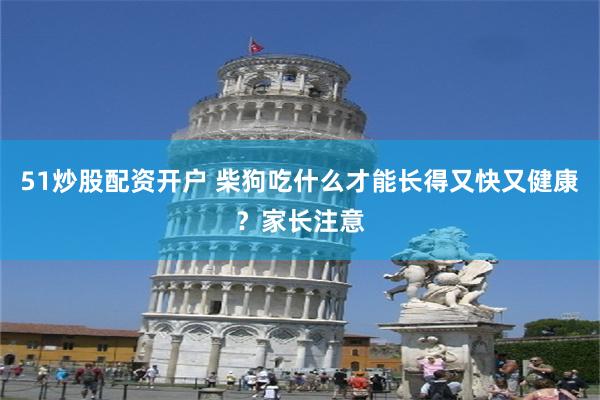 51炒股配资开户 柴狗吃什么才能长得又快又健康？家长注意